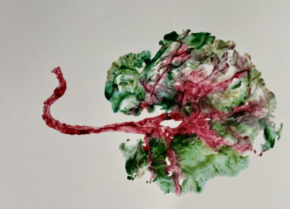 placenta-impresa-1024x686
